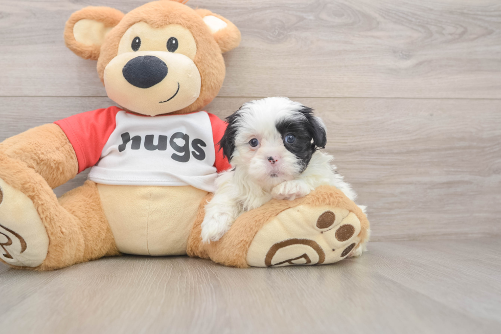 Shih Poo Puppy for Adoption