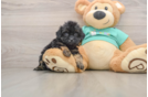 Friendly Shih Poo Baby