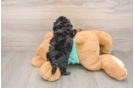 Shih Poo Puppy for Adoption