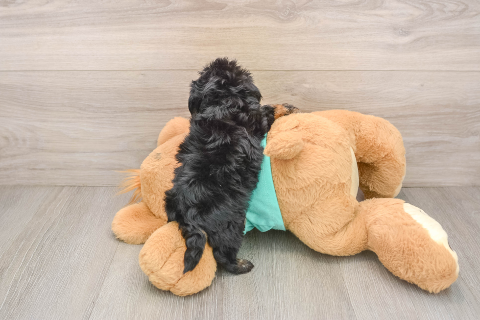 Shih Poo Puppy for Adoption