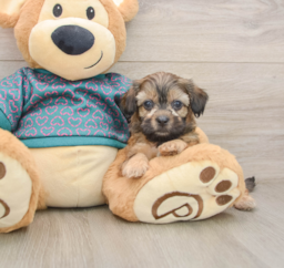 8 week old Shih Poo Puppy For Sale - Lone Star Pups