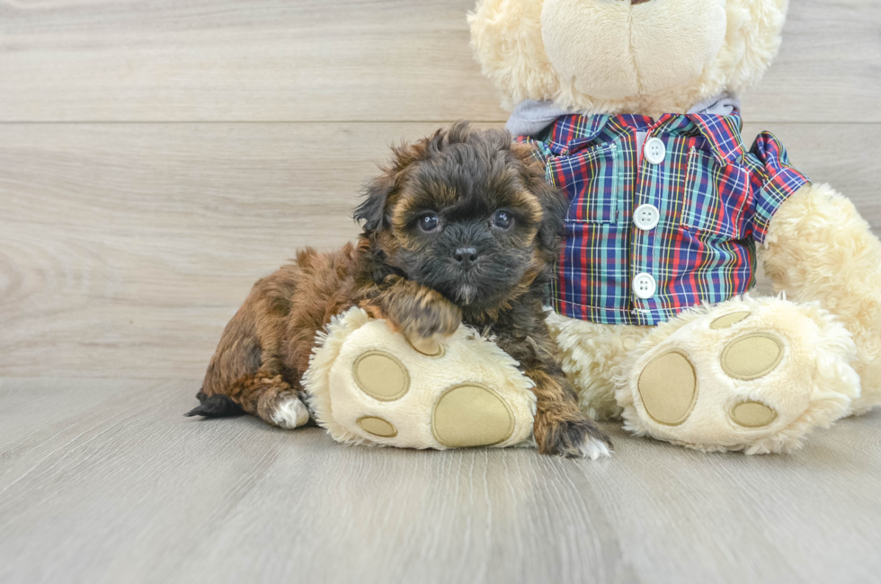 6 week old Shih Poo Puppy For Sale - Lone Star Pups