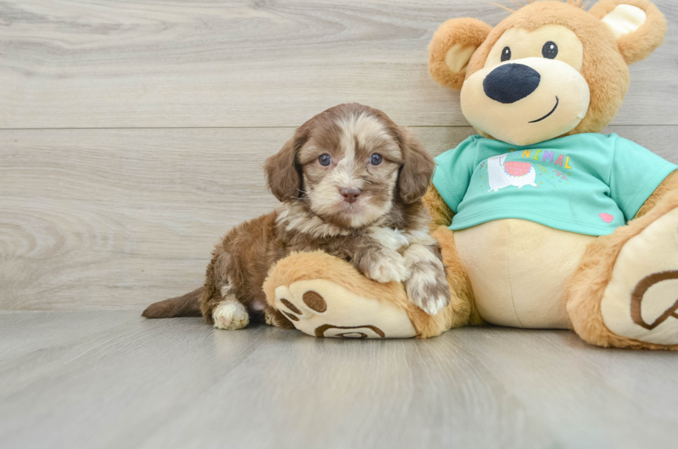 6 week old Shih Poo Puppy For Sale - Lone Star Pups