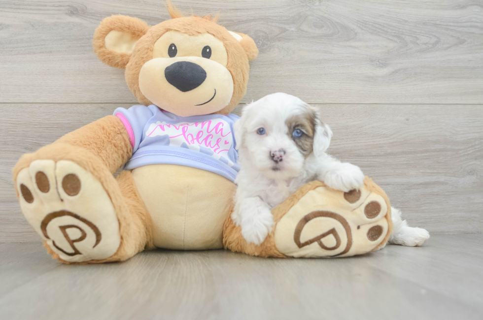 5 week old Shih Poo Puppy For Sale - Lone Star Pups