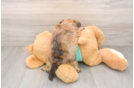 Little Shihpoo Poodle Mix Puppy