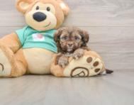 5 week old Shih Poo Puppy For Sale - Lone Star Pups