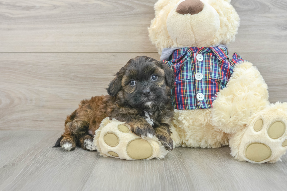 Adorable Shihpoo Poodle Mix Puppy