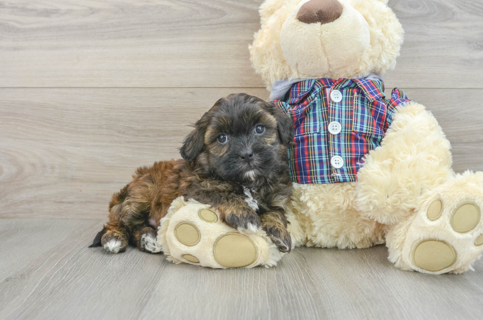 6 week old Shih Poo Puppy For Sale - Lone Star Pups