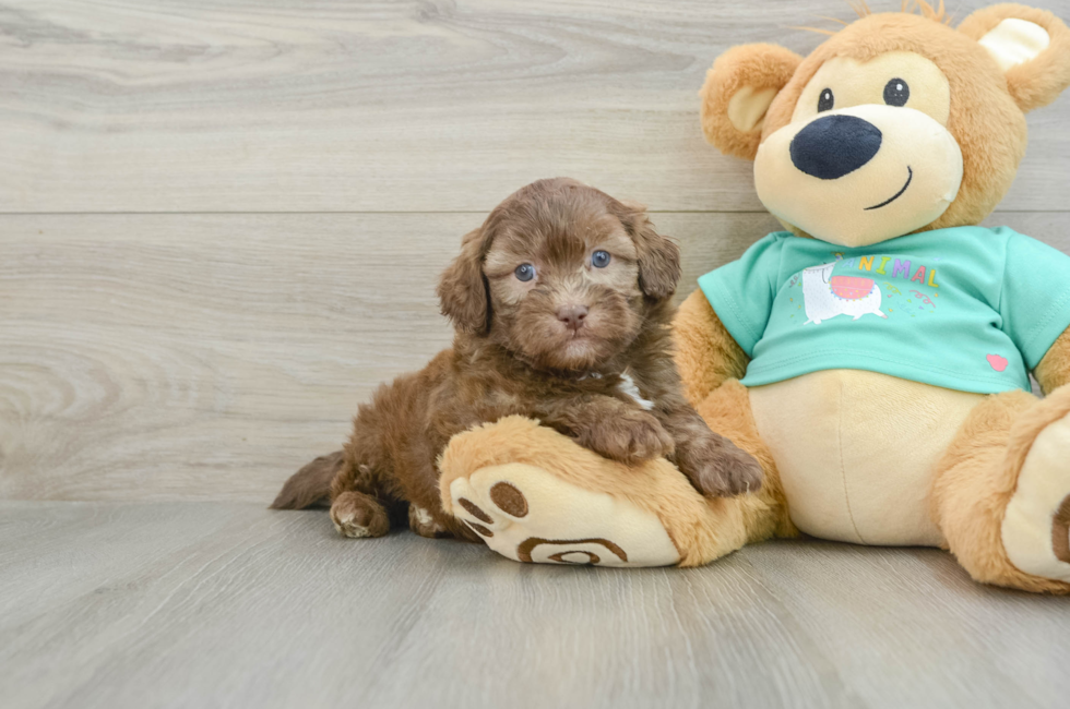 6 week old Shih Poo Puppy For Sale - Lone Star Pups