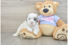 Energetic Shih Poo Poodle Mix Puppy