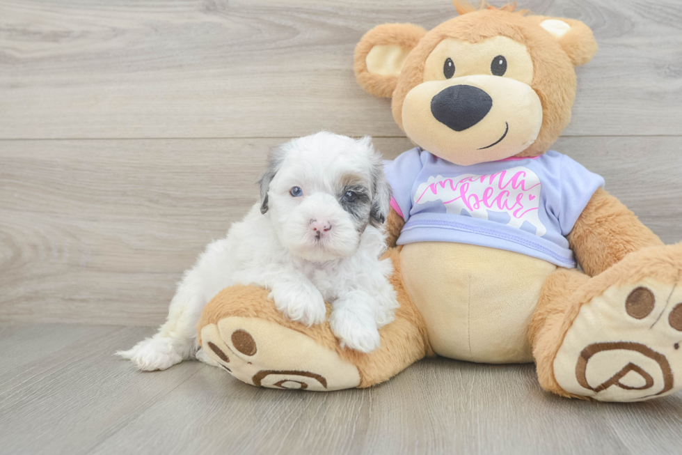 Energetic Shih Poo Poodle Mix Puppy