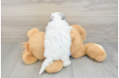 Shih Poo Pup Being Cute