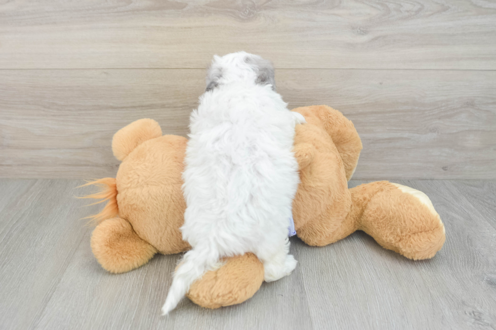 Shih Poo Pup Being Cute