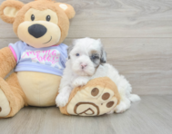 6 week old Shih Poo Puppy For Sale - Lone Star Pups