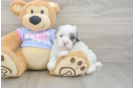 Playful Shihpoo Poodle Mix Puppy
