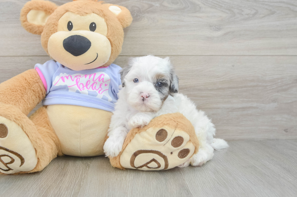 Playful Shihpoo Poodle Mix Puppy