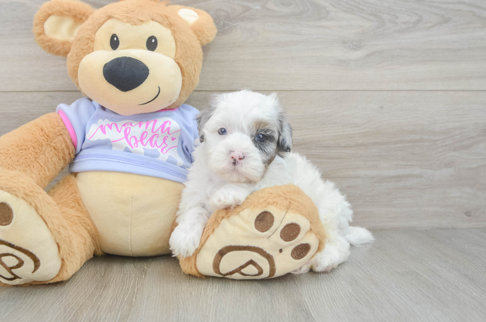5 week old Shih Poo Puppy For Sale - Lone Star Pups