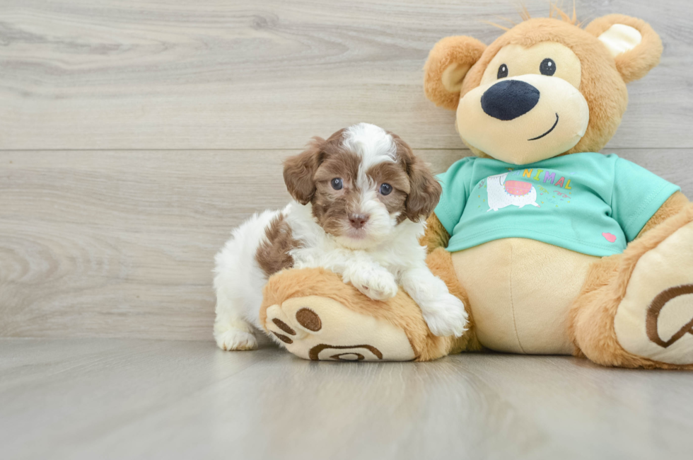 6 week old Shih Poo Puppy For Sale - Lone Star Pups