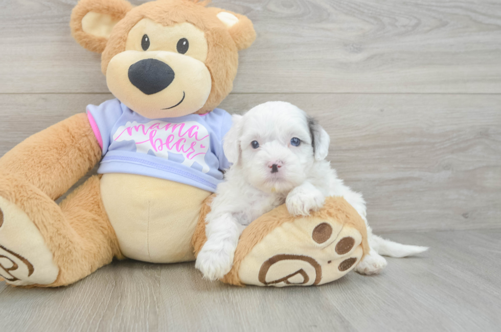 5 week old Shih Poo Puppy For Sale - Lone Star Pups