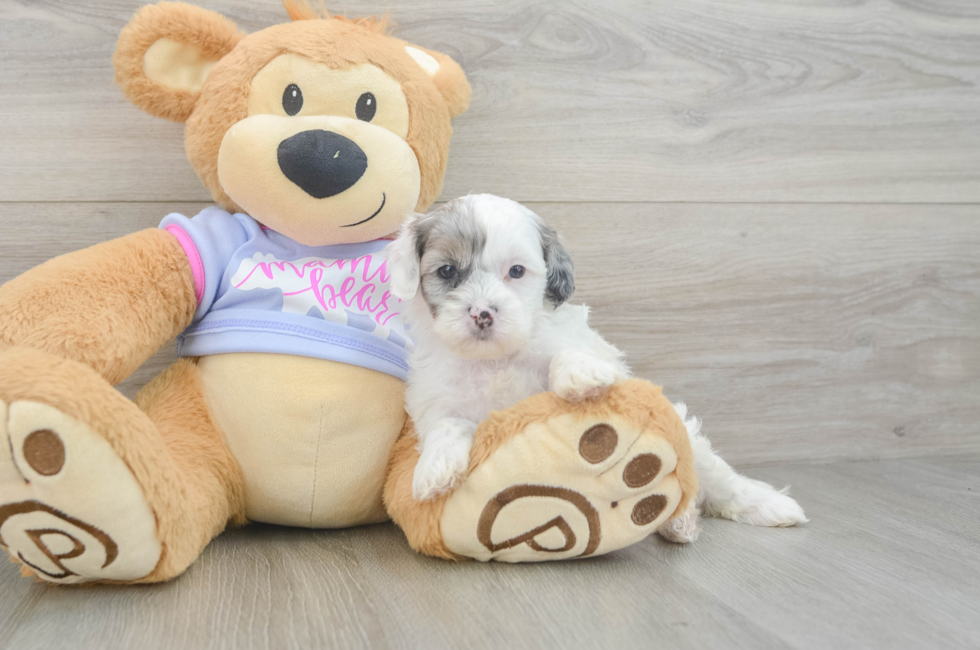 5 week old Shih Poo Puppy For Sale - Lone Star Pups