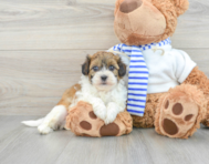 7 week old Shih Poo Puppy For Sale - Lone Star Pups