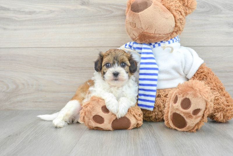 Meet Bruno - our Shih Poo Puppy Photo 1/3 - Lone Star Pups