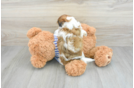 Best Shih Poo Baby