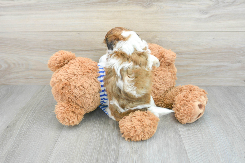 Meet Bruno - our Shih Poo Puppy Photo 2/3 - Lone Star Pups