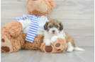 Sweet Shih Poo Baby