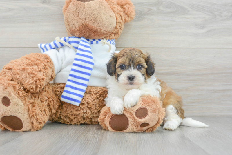 Meet Bruno - our Shih Poo Puppy Photo 3/3 - Lone Star Pups