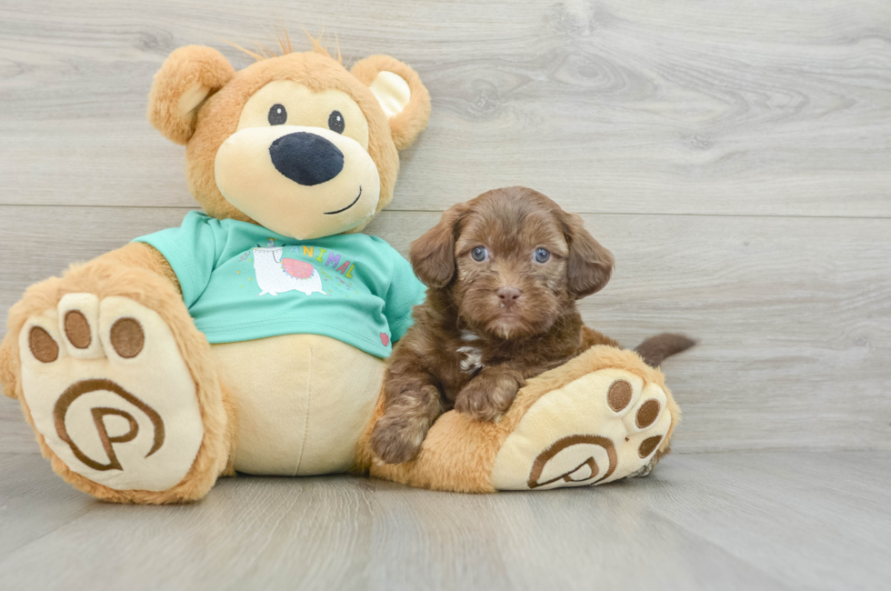 6 week old Shih Poo Puppy For Sale - Lone Star Pups