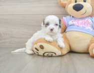 6 week old Shih Poo Puppy For Sale - Lone Star Pups