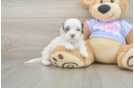 Best Shih Poo Baby
