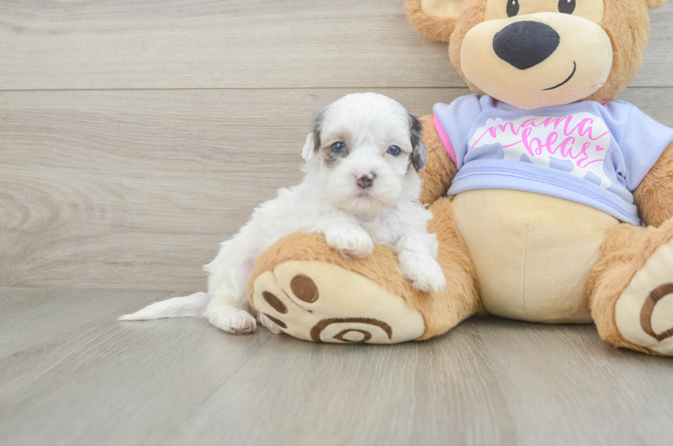 5 week old Shih Poo Puppy For Sale - Lone Star Pups