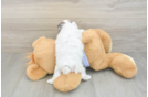 Happy Shih Poo Baby