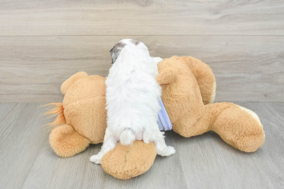 Happy Shih Poo Baby