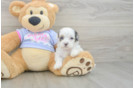 Shih Poo Pup Being Cute