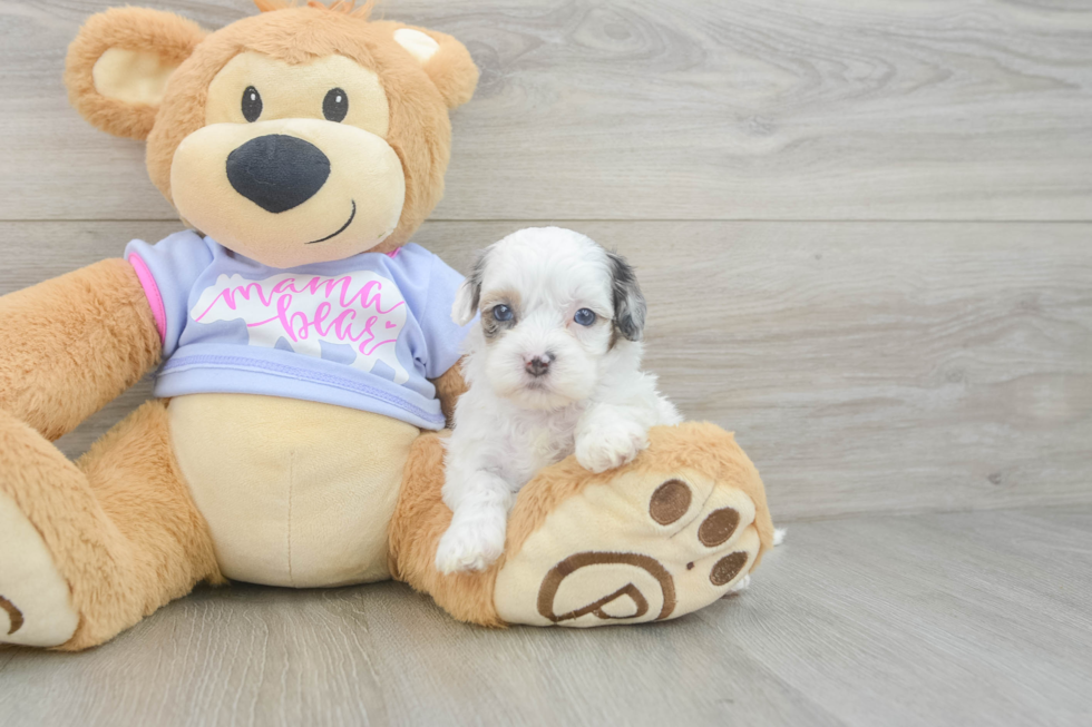 Shih Poo Pup Being Cute