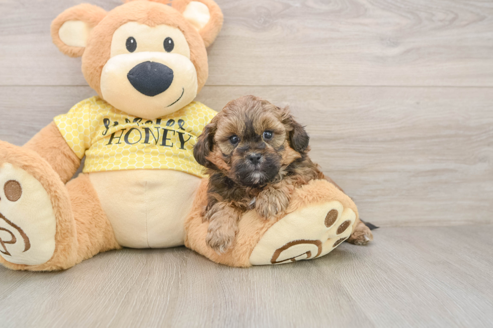 Best Shih Poo Baby