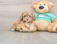 5 week old Shih Poo Puppy For Sale - Lone Star Pups