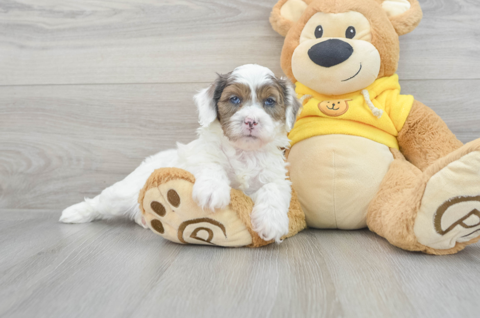 9 week old Shih Poo Puppy For Sale - Lone Star Pups