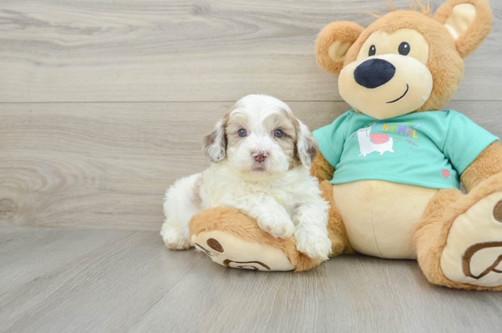 6 week old Shih Poo Puppy For Sale - Lone Star Pups