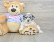 8 week old Shih Poo Puppy For Sale - Lone Star Pups