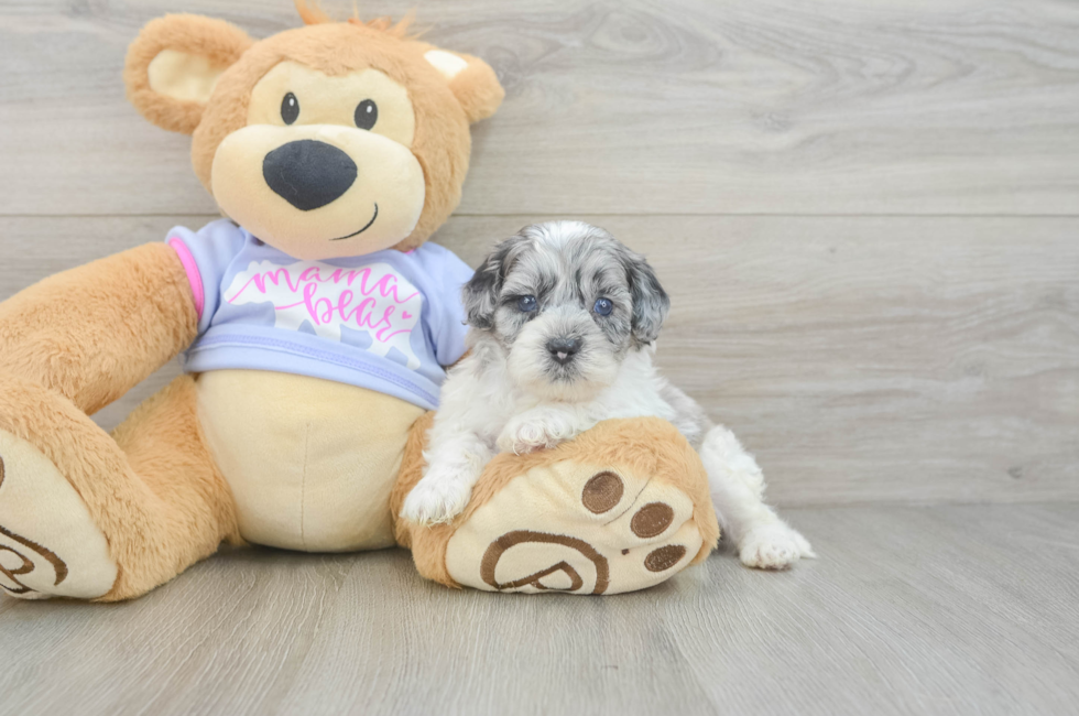 5 week old Shih Poo Puppy For Sale - Lone Star Pups