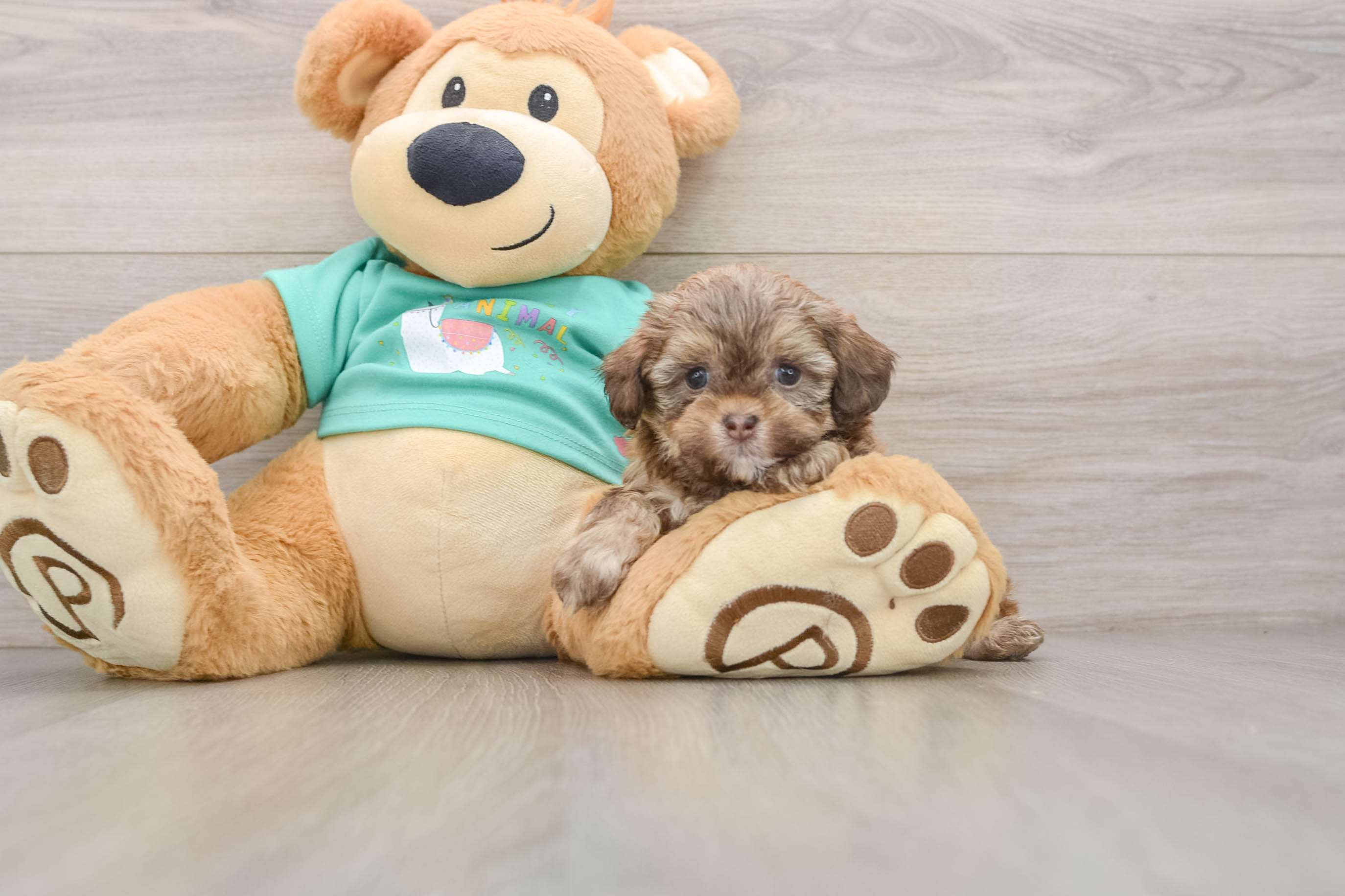 Shih Poo Pup Being Cute
