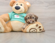 5 week old Shih Poo Puppy For Sale - Lone Star Pups