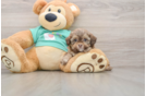 Shih Poo Pup Being Cute