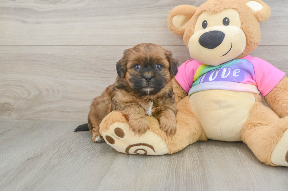5 week old Shih Poo Puppy For Sale - Lone Star Pups