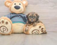 5 week old Shih Poo Puppy For Sale - Lone Star Pups