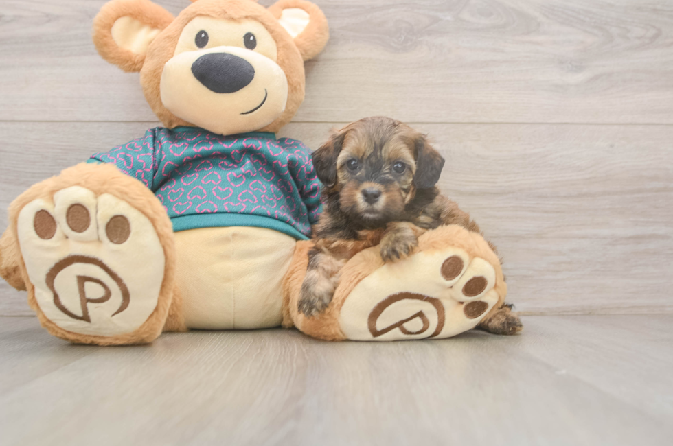 5 week old Shih Poo Puppy For Sale - Lone Star Pups